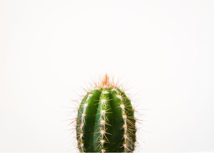 cactus echinopsis